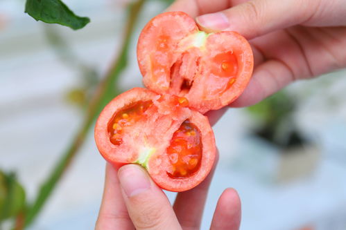 農(nóng)產(chǎn)品上行新趨勢 凱盛浩豐上淘特賣新品草莓番茄