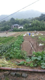 杭州千島湖千山生態(tài)農(nóng)業(yè)開發(fā)生產(chǎn)基地農(nóng)產(chǎn)品種植與生產(chǎn)概況