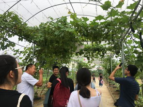 深化專業(yè)認知，筑牢安全基石——記四年制高職本科食品質量與安全專業(yè)農產品安全生產認知實習