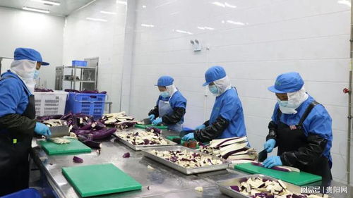 貴陽農產品物流園鮮凍蔬菜加工項目投產 提升產業(yè)鏈效率，助力鄉(xiāng)村振興