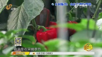 智能農業(yè)新篇章 夫妻攜手，手機遠程掌控三座蔬菜大棚