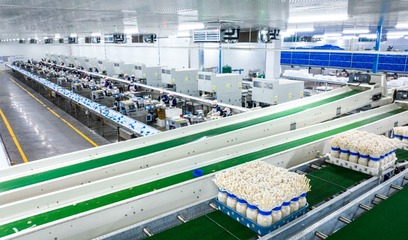 重慶食用菌產業(yè)崛起 戰(zhàn)略引領下的第五大農產品新篇章